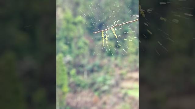 陕西富平弹弓比赛 陕西富平弹弓比赛 富平 茅台镇任果果 陕西富平弹弓比赛 陕西富平弹弓比赛 富平 茅台镇任果果