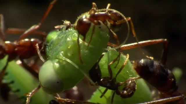 Praying mantis decapitated by ant swarm | superswarm | bbc earth Praying mantis decapitated by ant swarm | superswarm | bbc earth