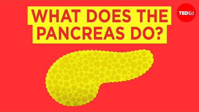 What does the pancreas do? - emma bryce What does the pancreas do? - emma bryce