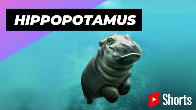 Hippopotamus one of the tallest animals in the world #shorts Hippopotamus one of the tallest animals in the world #shorts