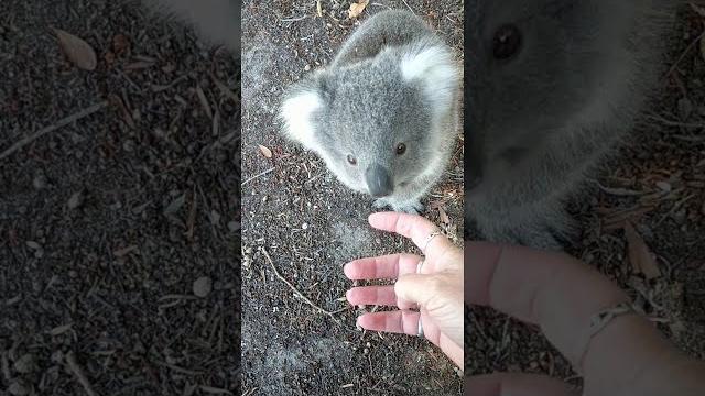 Cute little koala comes up for a cuddle || viralhog Cute little koala comes up for a cuddle || viralhog