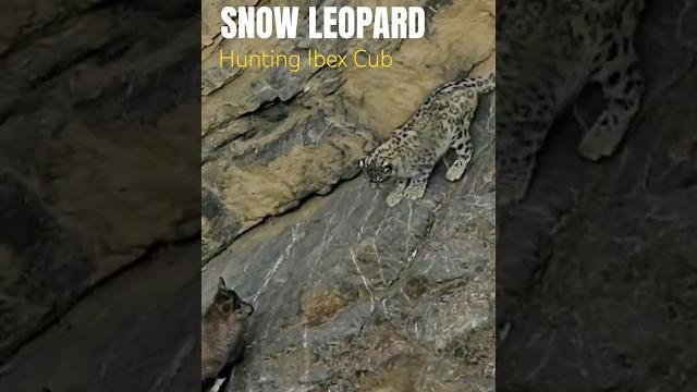 Snow leopard hunting | winter spiti expedition | nikon india | 4k video | wild wonders expeditions Snow leopard hunting | winter spiti expedition | nikon india | 4k video | wild wonders expeditions