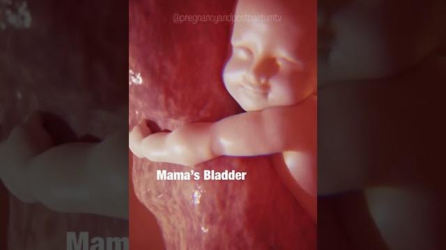 Magical: what babies do in the womb #pregnancy #shorts Magical: what babies do in the womb #pregnancy #shorts