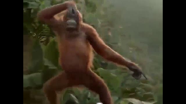 Monyet ketawa Monyet ketawa