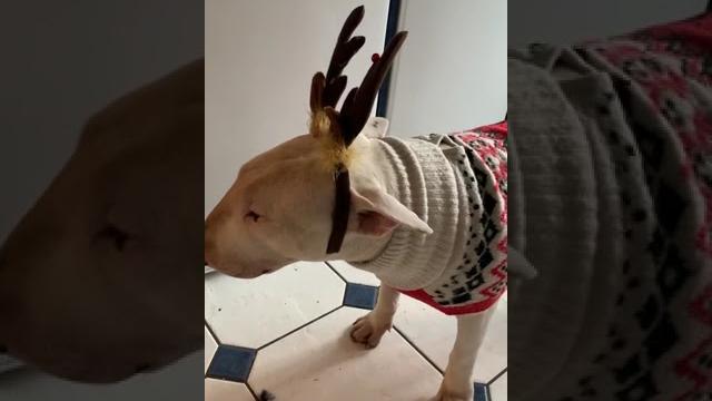 English bull terrier x reindeer English bull terrier x reindeer