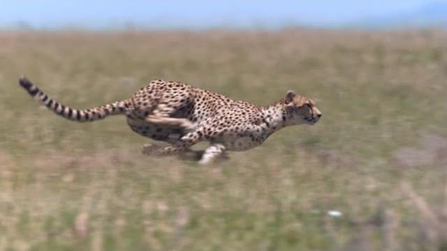 Cheetah - chase compilation Cheetah - chase compilation