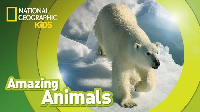 Polar bear | amazing animals Polar bear | amazing animals