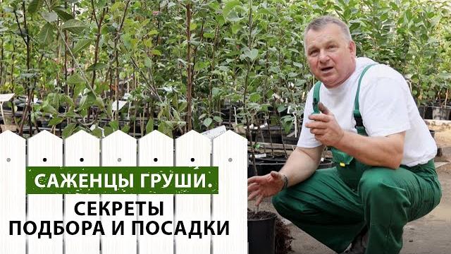 Саженцы груш. секреты подбора и посадки Саженцы груш. секреты подбора и посадки