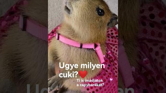 Cuki Cuki