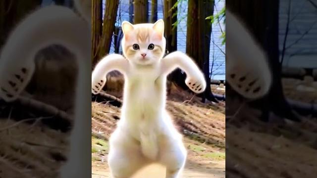 Smart cat dance #petdance #meow #dance #moto #dieunhaylaixemoto Smart cat dance #petdance #meow #dance #moto #dieunhaylaixemoto