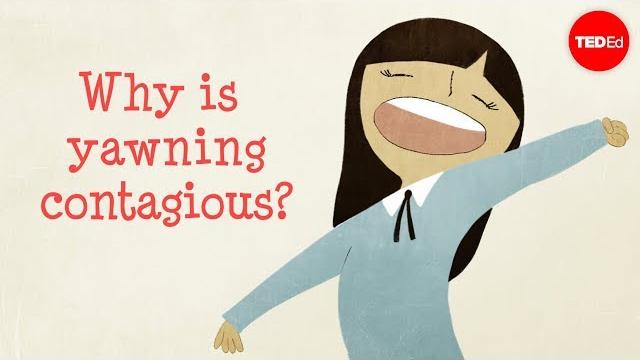 Why is yawning contagious? - claudia aguirre Why is yawning contagious? - claudia aguirre