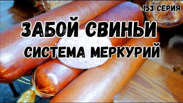 Забой свиньи.система меркурий. Забой свиньи.система меркурий.