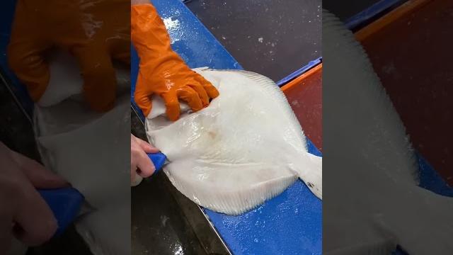Filleting a turbot . Filleting a turbot .