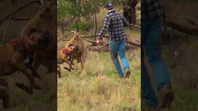 Pet parent rescues pup from kangaroo fight! Pet parent rescues pup from kangaroo fight!