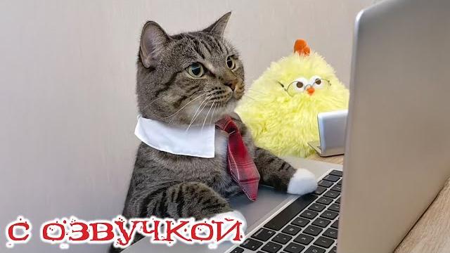 Приколы с котами! - с озвучкой! смешные коты и кошки! смешные видео о животных! тест на психику! Приколы с котами! - с озвучкой! смешные коты и кошки! смешные видео о животных! тест на психику!