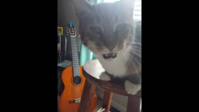 Tango meowing for the camera Tango meowing for the camera