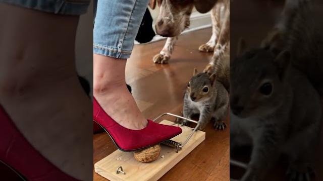 Stepping on a mousetrap #crush #crushing #heels Stepping on a mousetrap #crush #crushing #heels