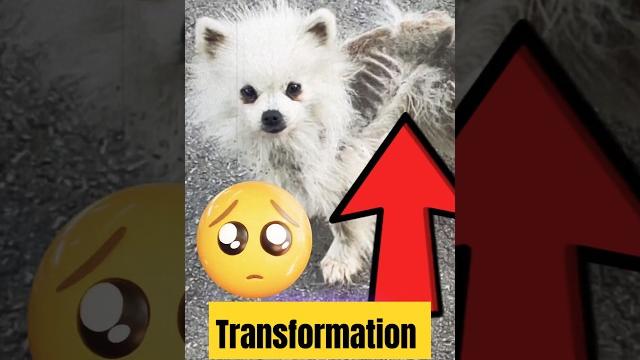 Transformation of puppy Transformation of puppy