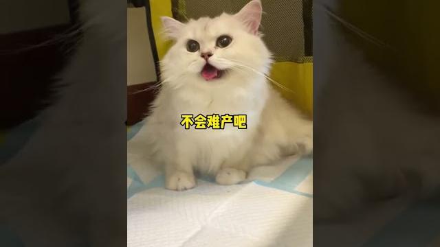 【波比是只橘喵】過來生下四個弟弟,最後那個黑色的寶寶是什麼情況? 【波比是只橘喵】過來生下四個弟弟,最後那個黑色的寶寶是什麼情況?