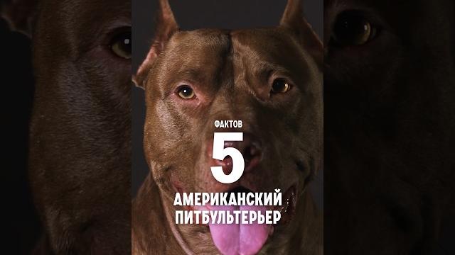 5 фактов о породе – американский питбультерьер. #shorts #питбуль #питбультерьер #собаки 5 фактов о породе – американский питбультерьер. #shorts #питбуль #питбультерьер #собаки