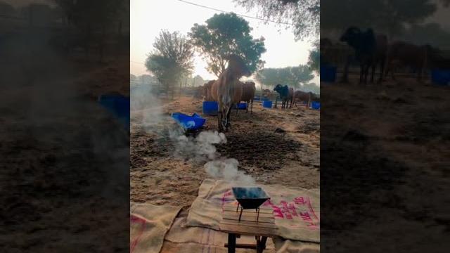 Sunrise agnihotra #agnihotra #healing #sacredfire #yagya #sunrise #peace #vedicritual #gircows #farm Sunrise agnihotra #agnihotra #healing #sacredfire #yagya #sunrise #peace #vedicritual #gircows #farm