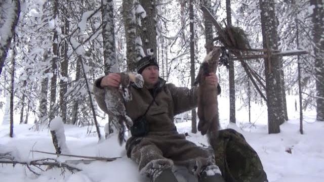 Охота на куницу капканами / установка и проверка капканов / промысел 2021-2022 / две куницы Охота на куницу капканами / установка и проверка капканов / промысел 2021-2022 / две куницы