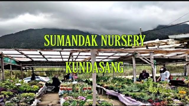 Sumandak nursery kundasang sabah #mountkinabalu Sumandak nursery kundasang sabah #mountkinabalu