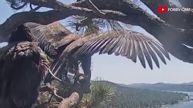 Big bear lake eagles take flight Big bear lake eagles take flight