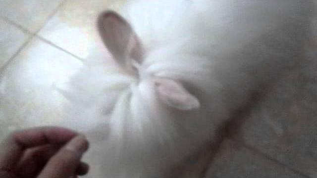 Clover trying to circle Clover trying to circle