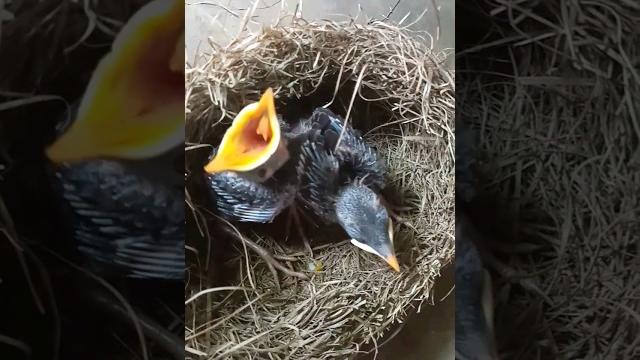#cut salik baby bird #cut salik baby bird