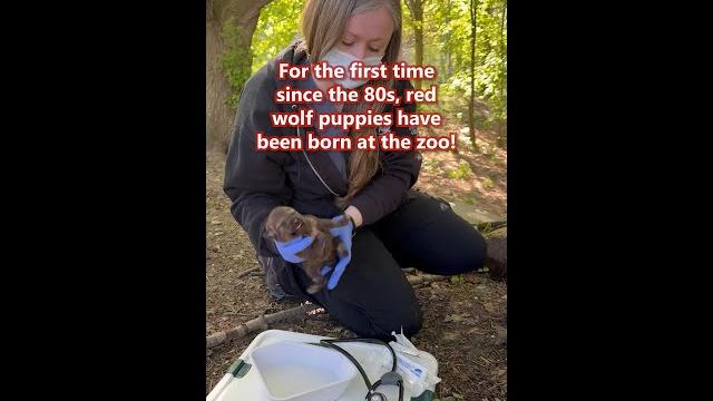 Red wolf pups at the rosamond gifford zoo! Red wolf pups at the rosamond gifford zoo!
