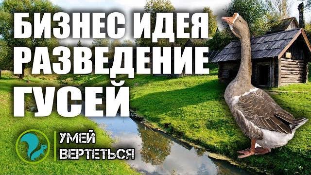 Разведение гусей как бизнес идея 2019 Разведение гусей как бизнес идея 2019