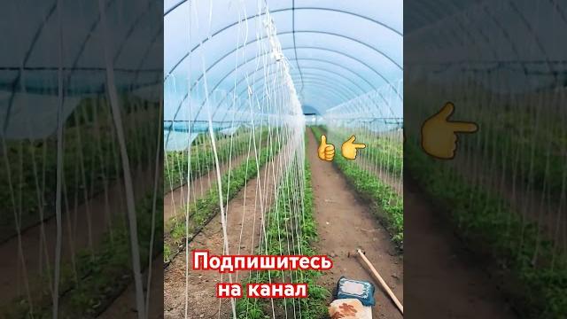 Как выращивать томаты? помидоры в теплице. #клубника #теплица #балаган #клери #альба #мурано #малина Как выращивать томаты? помидоры в теплице. #клубника #теплица #балаган #клери #альба #мурано #малина