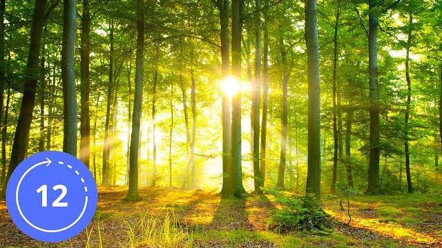12 hours / sounds / forest / sound effect / sounds of nature / sound of forest / sleep sounds 12 hours / sounds / forest / sound effect / sounds of nature / sound of forest / sleep sounds