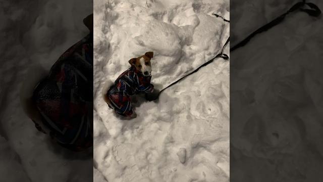 Супер охотник часть1 #джекрасселтерьер #jackrussellterrier #jackrussell #джекрассел #собака Супер охотник часть1 #джекрасселтерьер #jackrussellterrier #jackrussell #джекрассел #собака