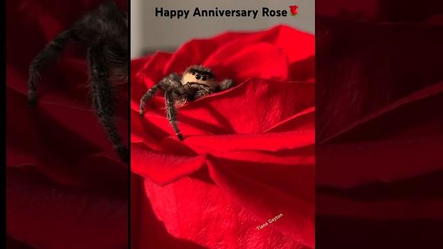 It’s our anniversary! #rose #queenrose #shorts #jumpingspider #animal #nature #besties #anniversary It’s our anniversary! #rose #queenrose #shorts #jumpingspider #animal #nature #besties #anniversary