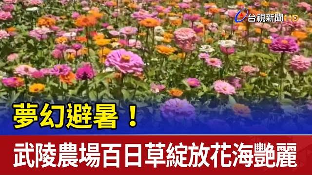 夢幻避暑!武陵農場百日草綻放花海艷麗 夢幻避暑!武陵農場百日草綻放花海艷麗