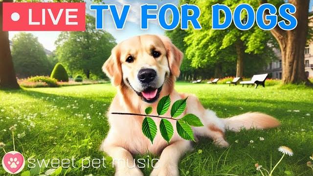 24 hours of dog tvrelaxing dog music for sleep🩷calming dog music to ease separation and stress 24 hours of dog tvrelaxing dog music for sleep🩷calming dog music to ease separation and stress