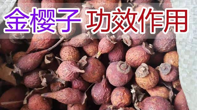 金樱子的功效和作用,金樱子泡水喝的功效,金樱子食用禁忌 金樱子的功效和作用,金樱子泡水喝的功效,金樱子食用禁忌