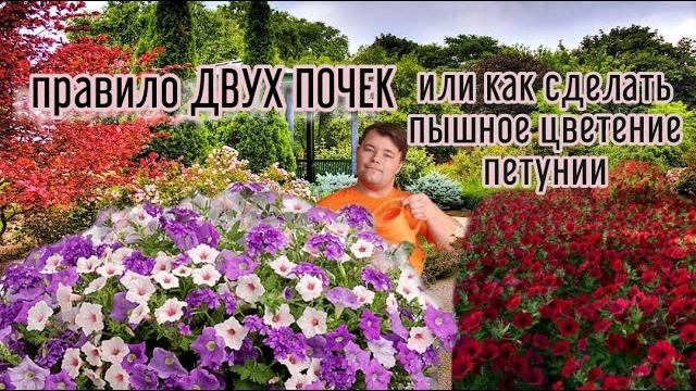 Превращаем хилый стебелек в цветущий шар.не надо бояться стричь петунию-она станет только прекрасней Превращаем хилый стебелек в цветущий шар.не надо бояться стричь петунию-она станет только прекрасней