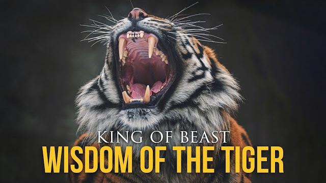 Wisdom of the tiger - powerful motivational video Wisdom of the tiger - powerful motivational video
