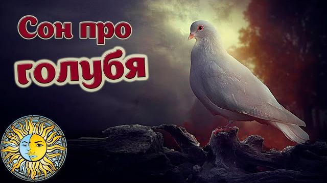 К чему снится голубь - ловить, кормить, птица в окне | голубь во сне - трактовка, значение, сонник К чему снится голубь - ловить, кормить, птица в окне | голубь во сне - трактовка, значение, сонник