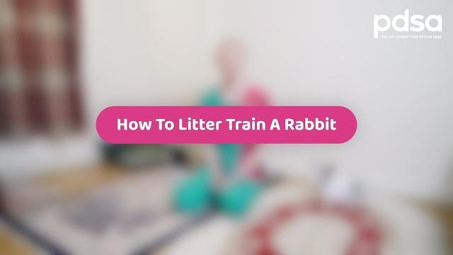 How to litter train a rabbit | pet health advice How to litter train a rabbit | pet health advice