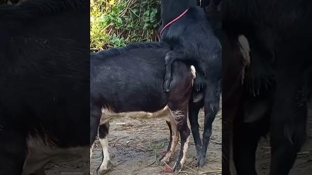 Goat meeting with sex Goat meeting with sex