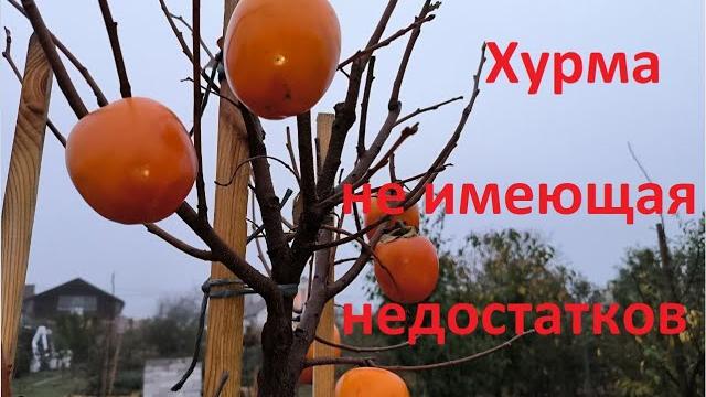Наша хурма жемчужина не имеет конкурентов! Наша хурма жемчужина не имеет конкурентов!