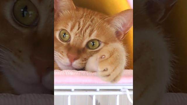 Maneki neko irl!️417 #cat #cute #pets #招き猫 Maneki neko irl!️417 #cat #cute #pets #招き猫