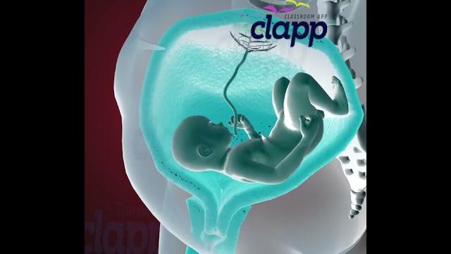 Amazing child moments inside the womb (3d animation) Amazing child moments inside the womb (3d animation)