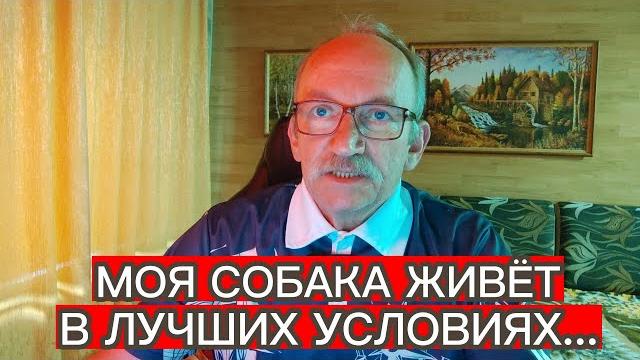 Моя собака живёт в лучших условиях чем они... Моя собака живёт в лучших условиях чем они...