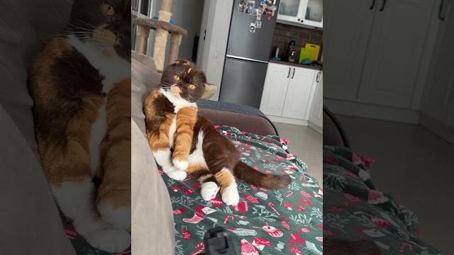 Буся красотка моя #юмор #забавныекоты #cat #буся Буся красотка моя #юмор #забавныекоты #cat #буся