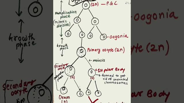 Oogenesis, spermatogenesis flowchart️️️️ Oogenesis, spermatogenesis flowchart️️️️